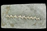 Archimedes Screw Bryozoan Fossil - Illinois #130229-1